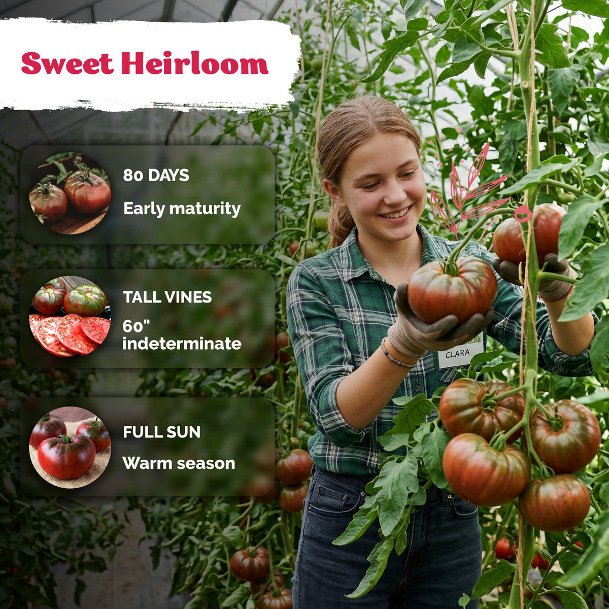 Purple Cherokee Tomato Seeds