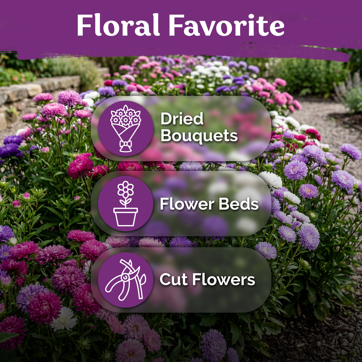 Mix Powder Puff China Aster Seeds
