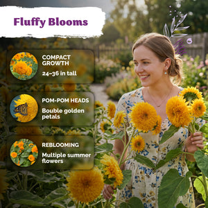 Teddy Bear Sunflower Seeds – kviterseeds.com – photo 4