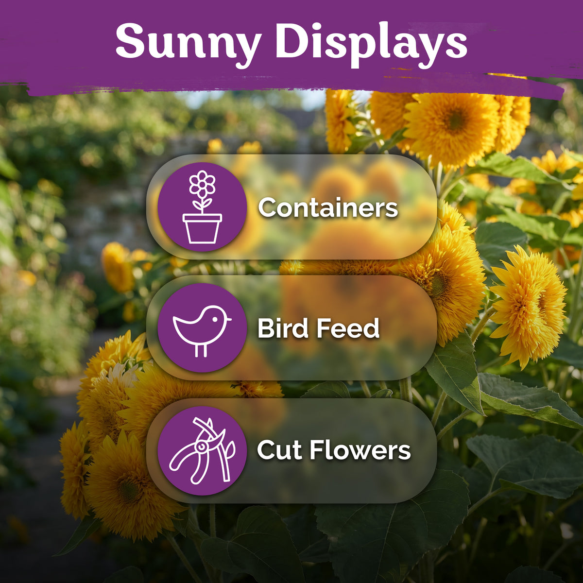 Teddy Bear Sunflower Seeds – kviterseeds.com – photo 5