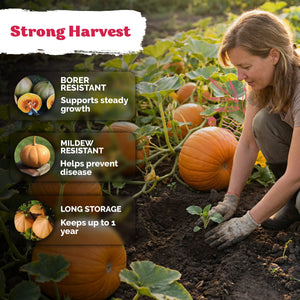 Seminole Pumpkin Seeds – kviterseeds.com – photo 4