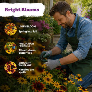 Mix Dwarf Black Eyed Susan Seeds – kviterseeds.com – photo 4