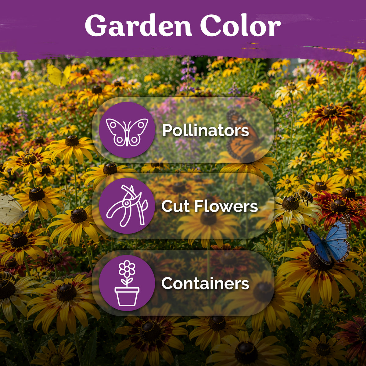 Mix Dwarf Black Eyed Susan Seeds – kviterseeds.com – photo 5