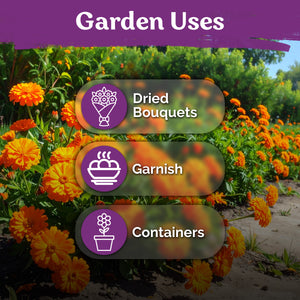 Ball's Orange Calendula Seeds – kviterseeds.com – photo 5