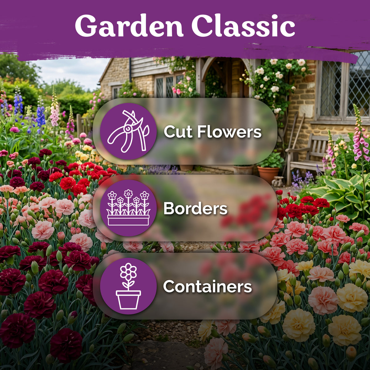 Chabaud Mix Clove Carnation Seeds