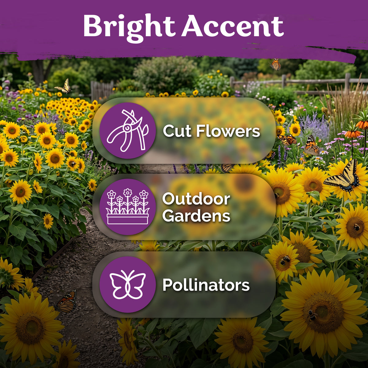 Dwarf Sunspot Sunflower Seeds – kviterseeds.com – photo 5