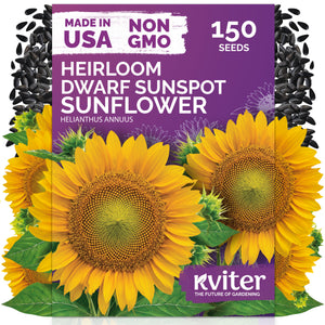 Dwarf Sunspot Sunflower Seeds – kviterseeds.com