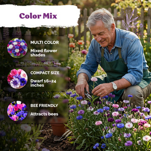 Polka Dot Mix Dwarf Cornflower Seeds – kviterseeds.com – photo 4