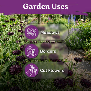 Black Ball Cornflower Seeds – kviterseeds.com – photo 5