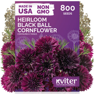 Black Ball Cornflower Seeds – kviterseeds.com