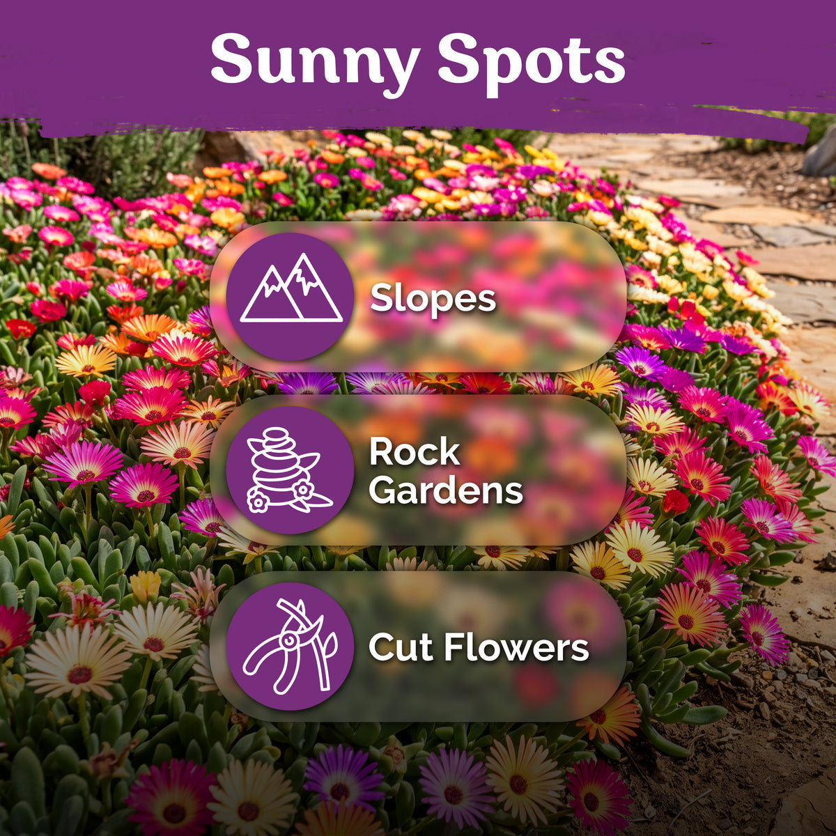 Ice Plant Mix Seeds – kviterseeds.com – photo 5