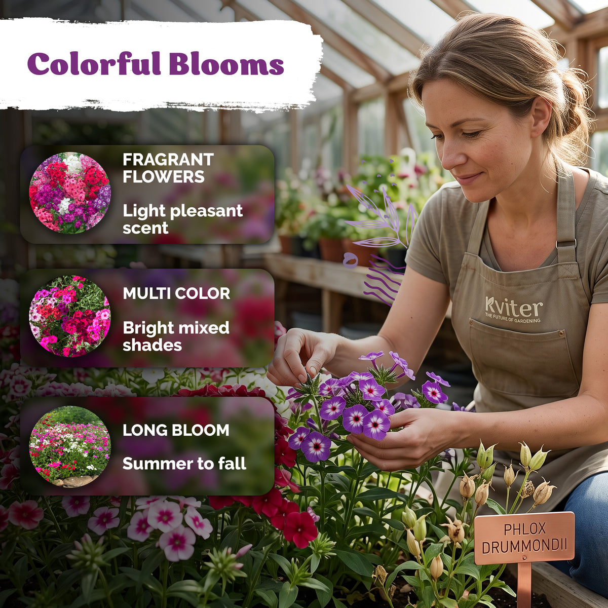 Phlox Mix Seeds – kviterseeds.com – photo 4