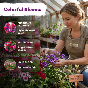 Phlox Mix Seeds – kviterseeds.com – photo 4