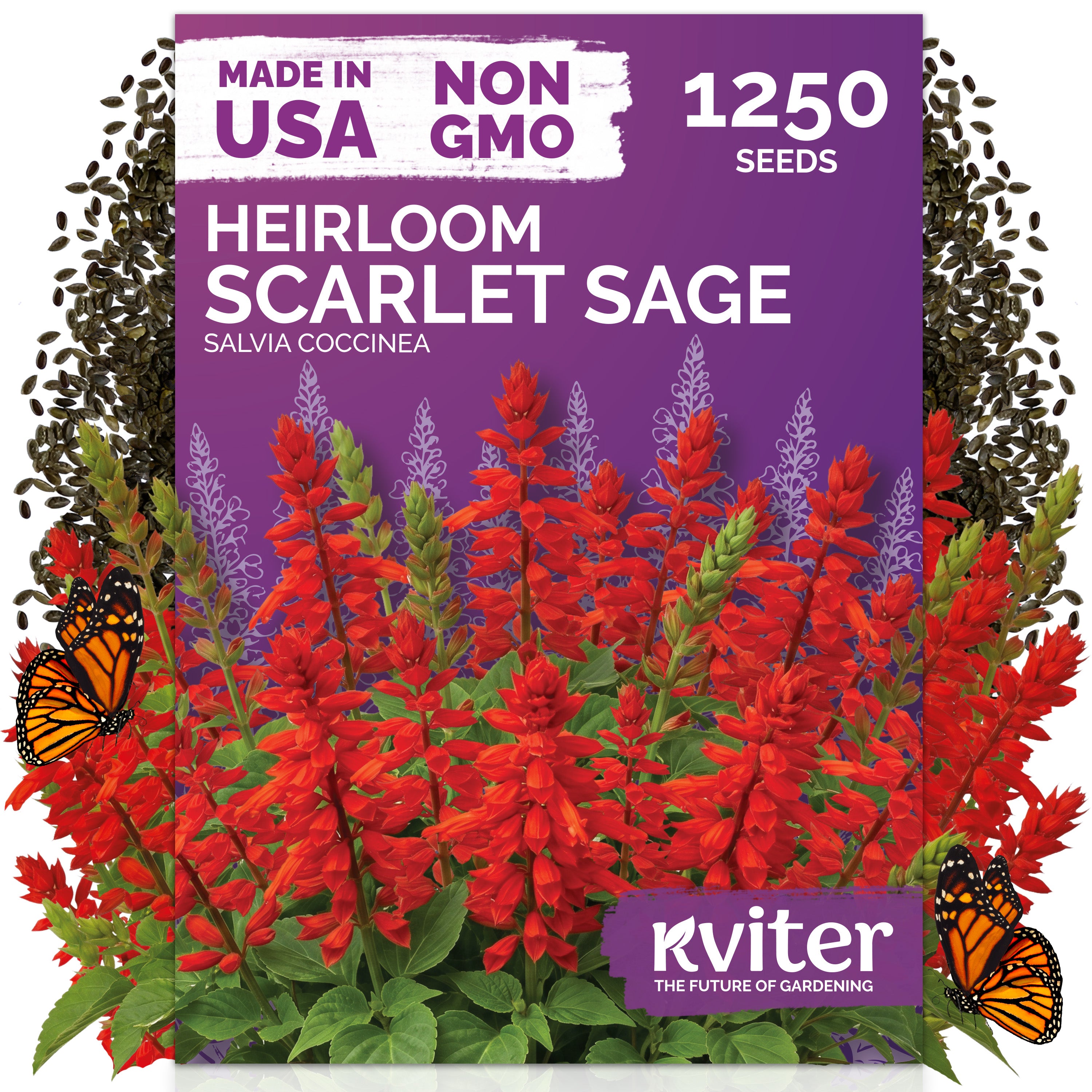 Scarlet Sage Seeds – kviterseeds.com
