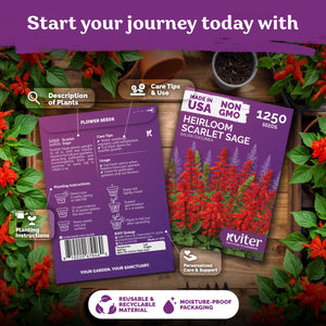 Scarlet Sage Seeds – kviterseeds.com – photo 2