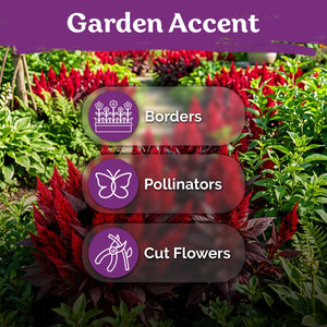Forest Fire Celosia Seeds – kviterseeds.com – photo 5