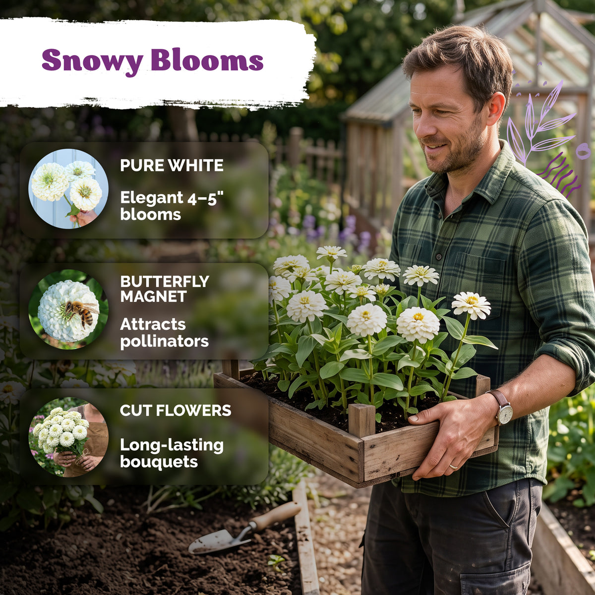 Polar Bear Zinnia Seeds – kviterseeds.com – photo 4