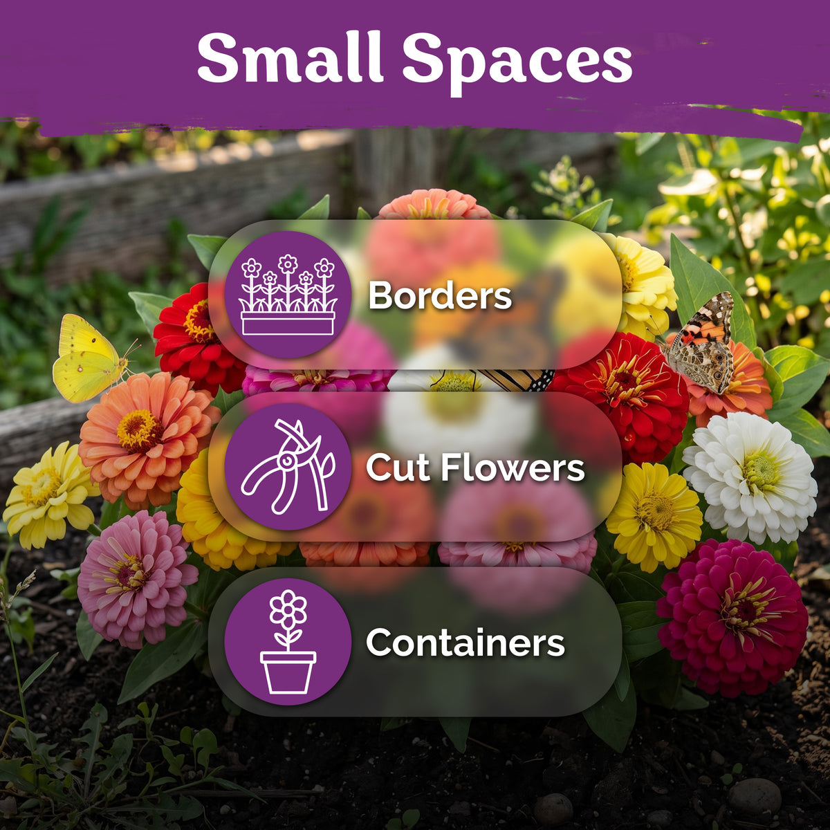 Thumbelina Zinnia Seeds – kviterseeds.com – photo 5