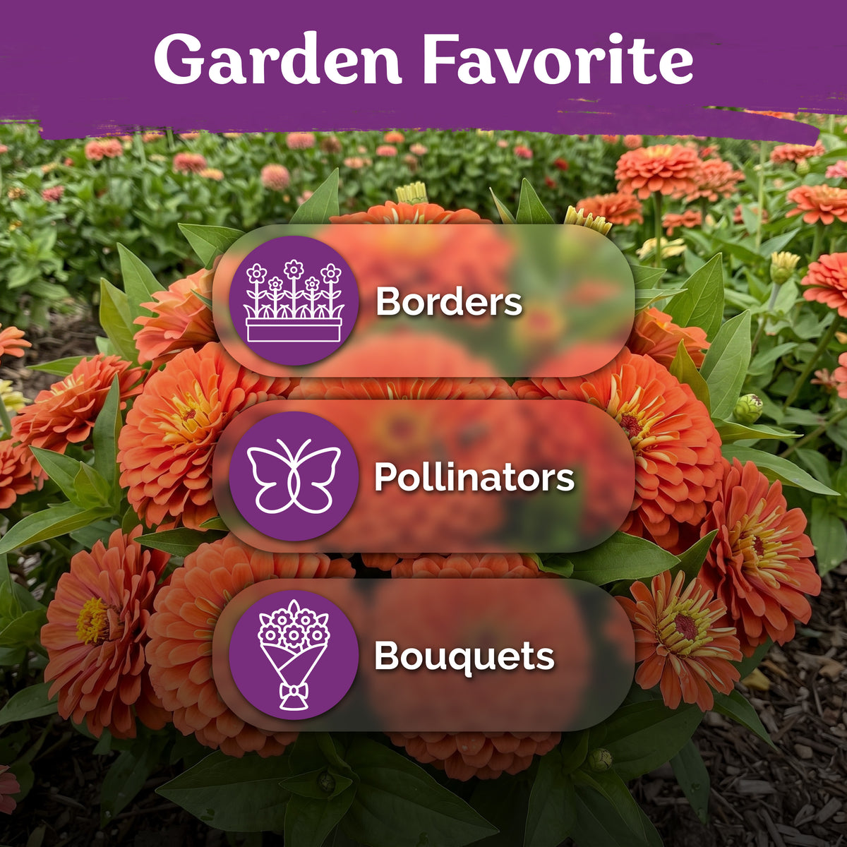 Coral Zinnia Seeds – kviterseeds.com – photo 5