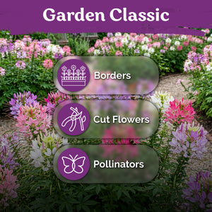 Spider Plant Seeds – kviterseeds.com – photo 5