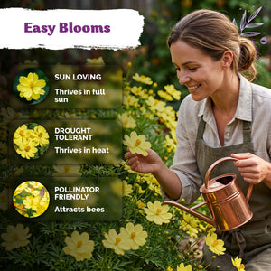 Dwarf Lemon Sulphur Cosmos Seeds – kviterseeds.com – photo 4