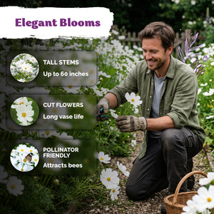 Purity Cosmos Seeds – kviterseeds.com – photo 4