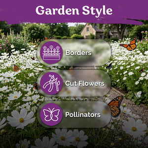 Purity Cosmos Seeds – kviterseeds.com – photo 5