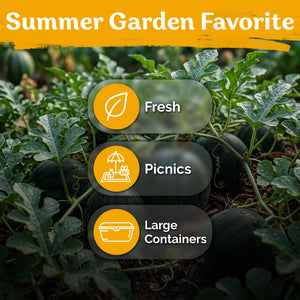 Sugar Baby Watermelon Seeds – kviterseeds.com – photo 5