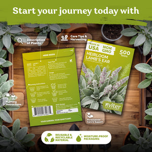 Lamb's Ear Seeds – kviterseeds.com – photo 2