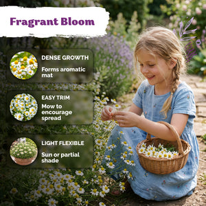 Roman Chamomile Seeds – kviterseeds.com – photo 4