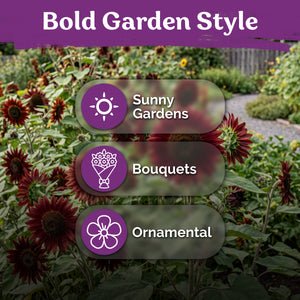 Velvet Queen Sunflower Seeds – kviterseeds.com – photo 5