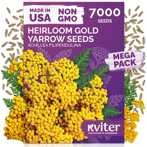 Gold Yarrow Seeds – kviterseeds.com