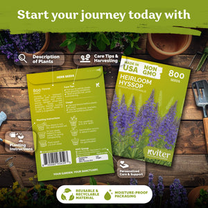 Hyssop Seeds – kviterseeds.com – photo 2