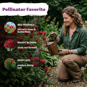Red Monarda Bee Balm Seeds – kviterseeds.com – photo 4
