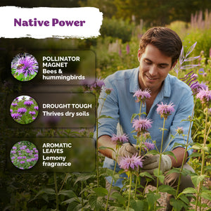 Wild Bergamot Seeds – kviterseeds.com – photo 4