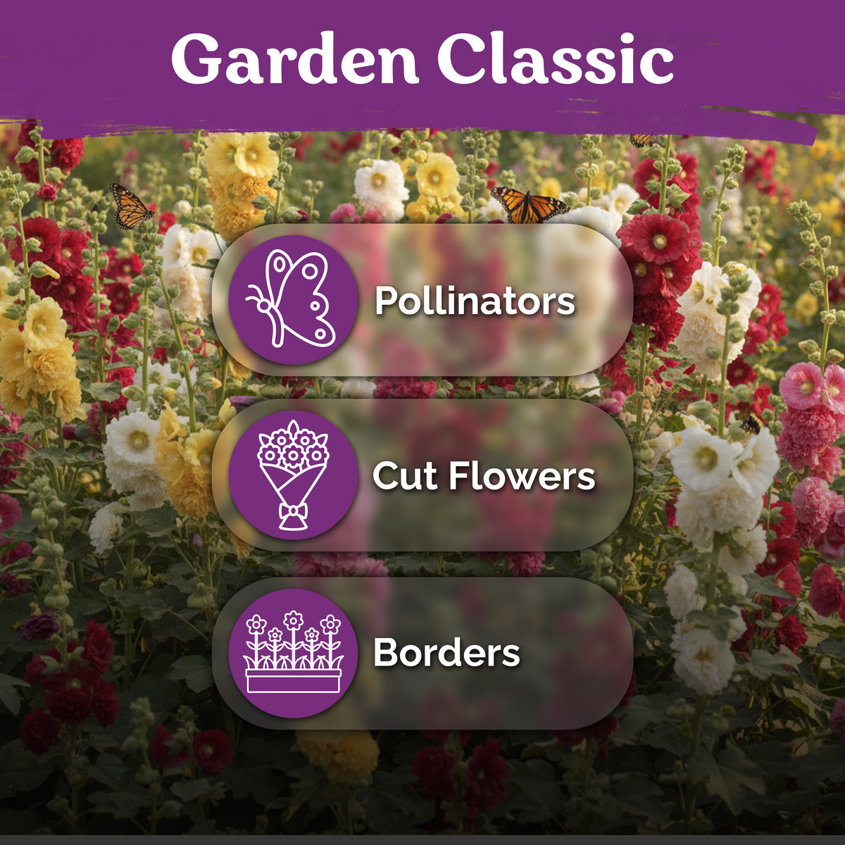 Chaters Double Hollyhock Seeds – kviterseeds.com – photo 5