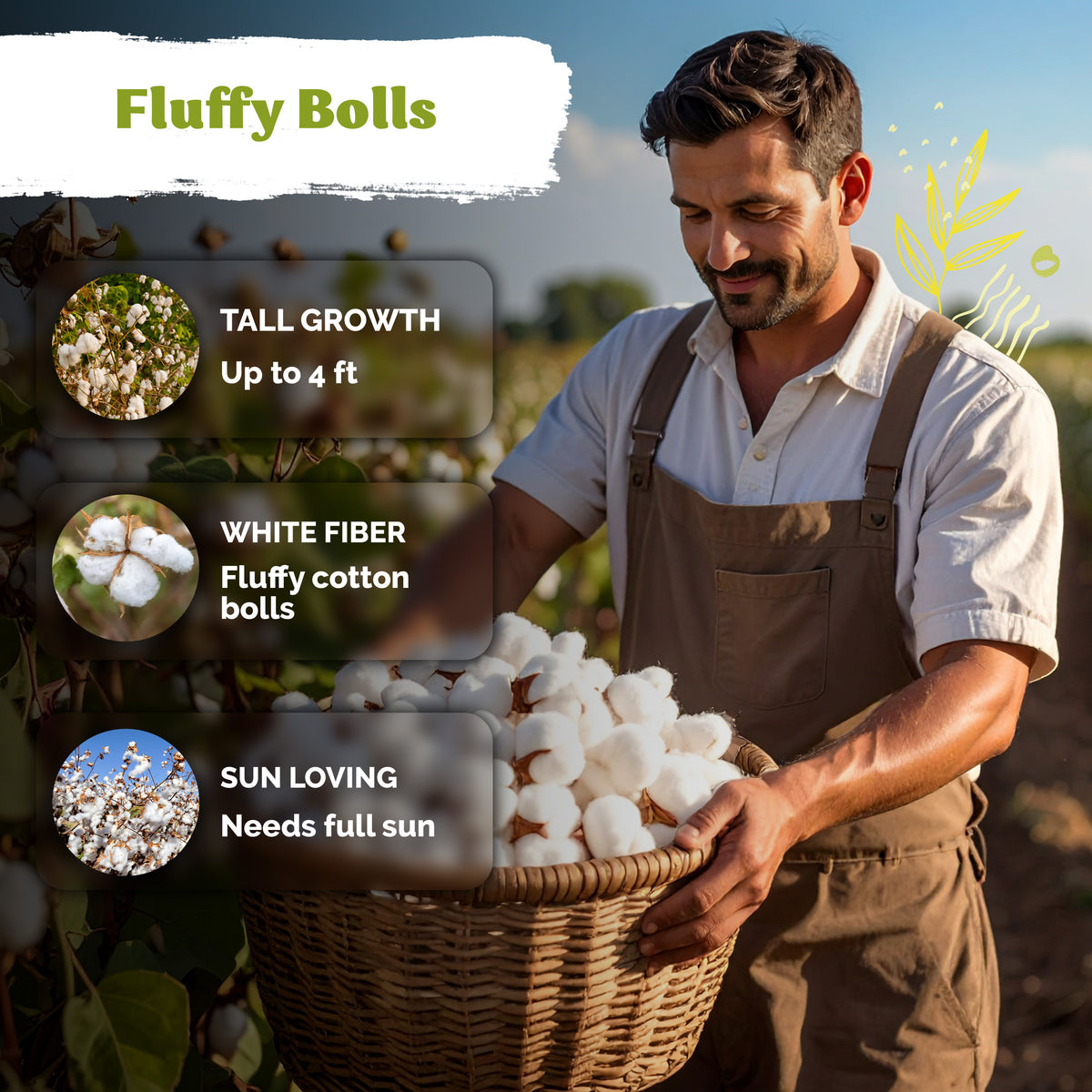 White Cotton Seeds