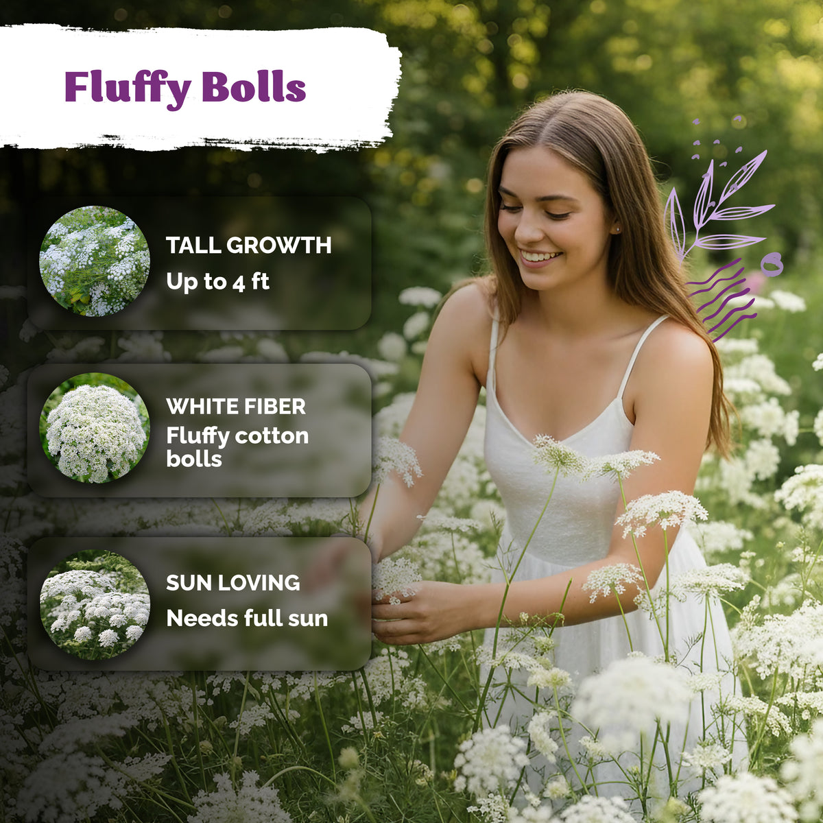 False Queen Anne's Lace Seeds – kviterseeds.com – photo 4