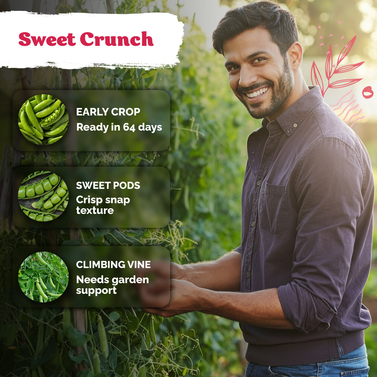 Sugar Snap Pea Seeds – kviterseeds.com – photo 4
