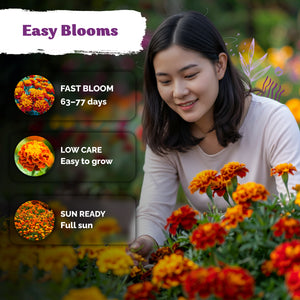 Sparky Mixture French Marigold Seeds – kviterseeds.com – photo 4