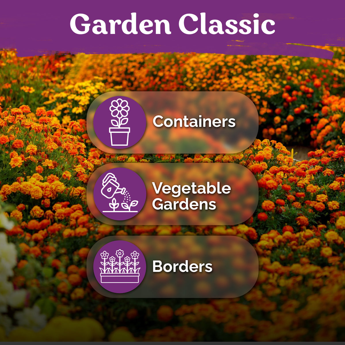 Sparky Mixture French Marigold Seeds – kviterseeds.com – photo 5