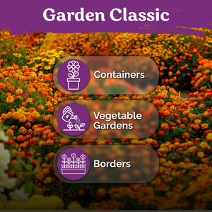 Sparky Mixture French Marigold Seeds – kviterseeds.com – photo 5