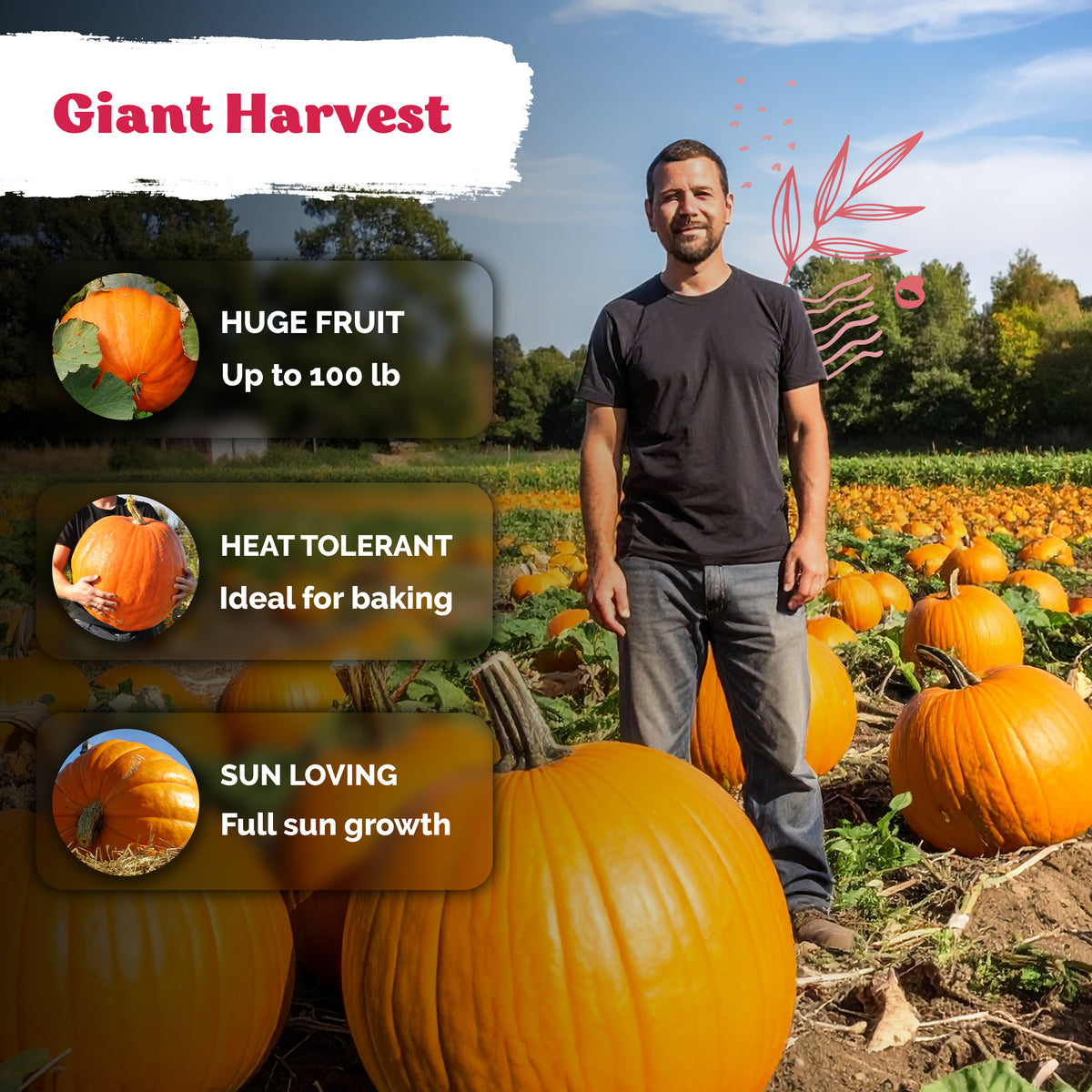 Big Max Pumpkin Seeds