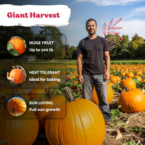 Big Max Pumpkin Seeds – kviterseeds.com – photo 5