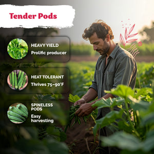 Clemson Spineless 80 Okra Seeds – kviterseeds.com – photo 4
