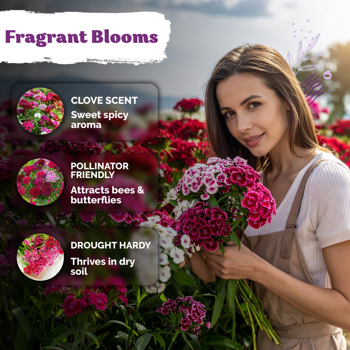 Mix Sweet William Seeds – kviterseeds.com – photo 4