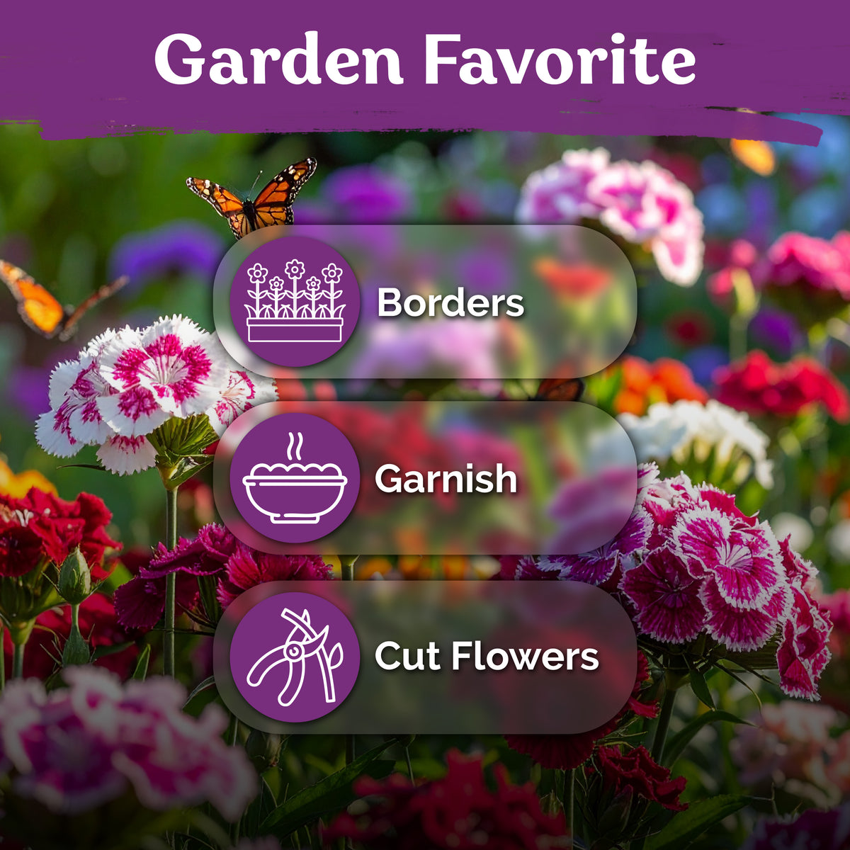 Mix Sweet William Seeds