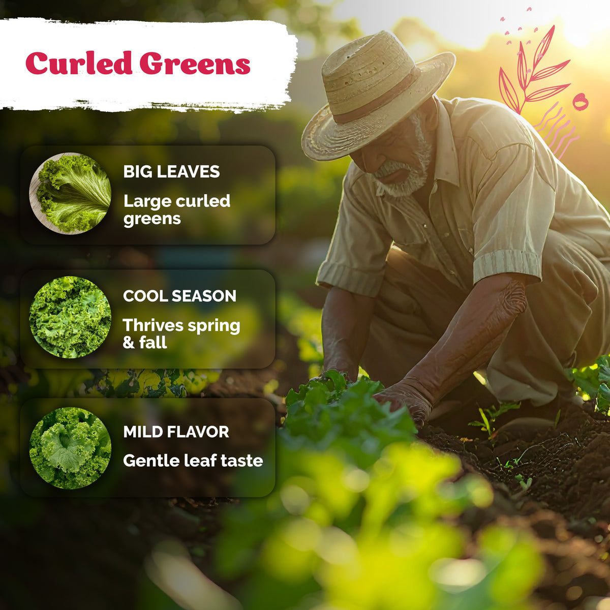 Southern Giant Curled Mustard Seeds – kviterseeds.com – photo 4
