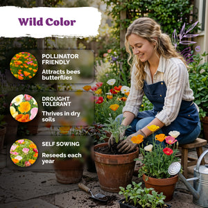 California Poppy Mix Seeds – kviterseeds.com – photo 5