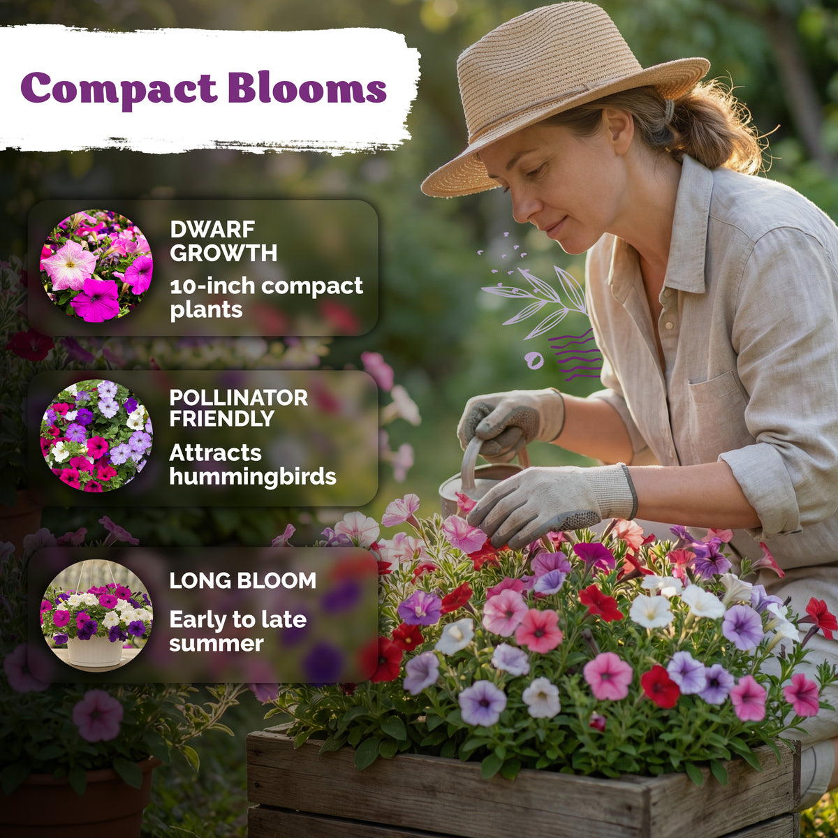 Mix Dwarf Petunia Seeds – kviterseeds.com – photo 4